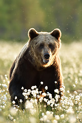 Image showing Brown bear portrait at summer in bog