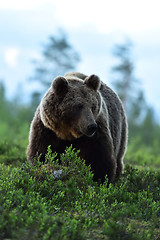 Image showing European Brown Bear in forest