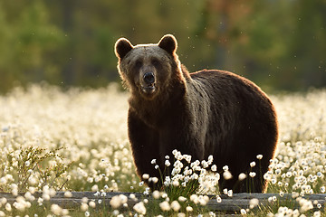 Image showing Brown bear in the flowering bog