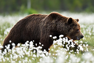 Image showing Brown bear walking in blossoming cottongrass