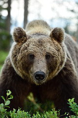 Image showing European Brown Bear (Ursus arctos)