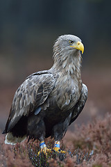 Image showing White-tailed eagle in the autumn