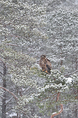 Image showing Eagle on tree at snowfall. Eagle in snowfall. Eagle in winter.