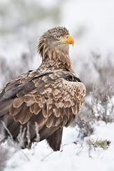 Image showing White-tailed eagle portrait on snow