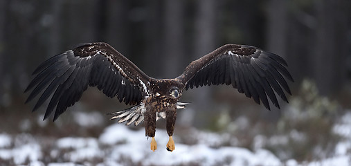 Image showing Eagle in flight. White-tailed eagle in flight