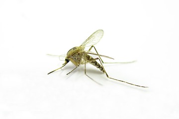 Image showing Mosquito