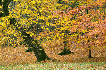 Image showing Autumn wood with trees, red and yellow leaves, Sweden