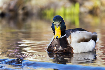 Image showing Mallard or wild duck (male)