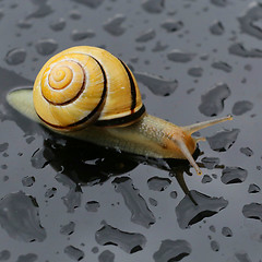 Image showing Snail after the rain