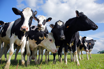 Image showing Holstein cows cattle