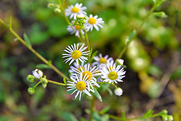 Image showing Autumn Camomiles