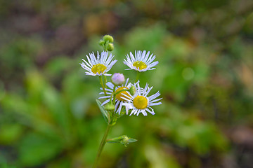 Image showing Autumn Camomiles