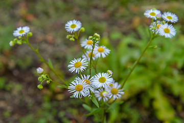 Image showing Autumn Camomiles