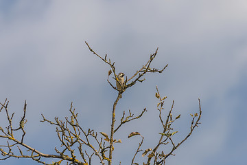 Image showing Sparrow on a branch