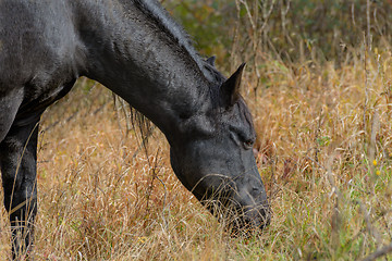 Image showing The horse grazes