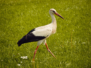 Image showing stork