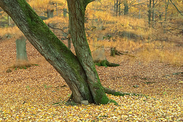 Image showing Autumn wood with tree trunk, wind, red and yellow leaves, Sweden