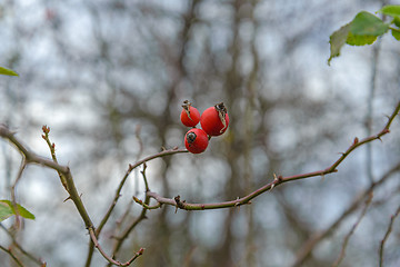 Image showing Berries hips