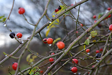 Image showing Berries hips