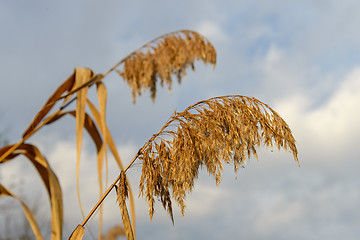 Image showing Dry Inflorescences of the cane