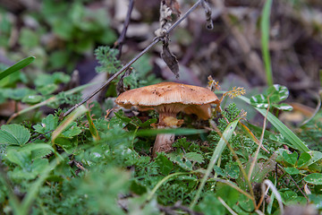 Image showing The fungus Armillaria