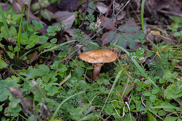 Image showing The fungus Armillaria