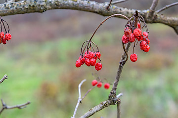 Image showing The viburnum berries