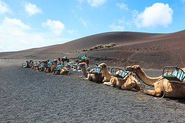 Image showing Camels in Timanfaya National Park on Lanzarote.