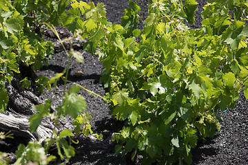 Image showing Wine grapes grow on logs in the lava sands of Lanzarote.