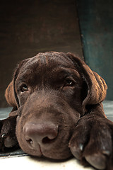 Image showing The portrait of a black Labrador dog taken against a dark backdrop.