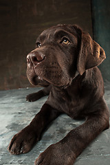 Image showing The portrait of a black Labrador dog taken against a dark backdrop.