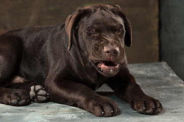 Image showing The portrait of a black Labrador dog taken against a dark backdrop.