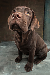 Image showing The portrait of a black Labrador dog taken against a dark backdrop.