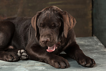 Image showing The portrait of a black Labrador dog taken against a dark backdrop.