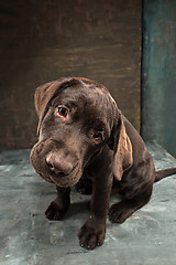 Image showing The portrait of a black Labrador dog taken against a dark backdrop.