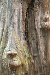 Image showing Wood trunk with face shape, Sweden