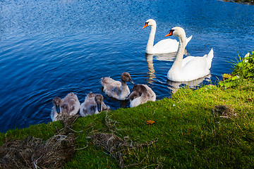 Image showing Swan family enjoying themselves in the water.