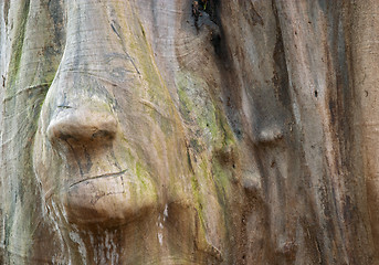 Image showing Wood trunk with face shape, Sweden