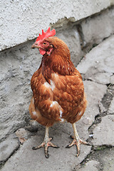 Image showing hen in the home farm