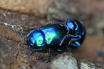 Image showing beetle bug chafers are having sex