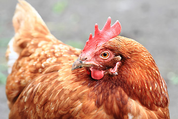 Image showing hen in the home farm