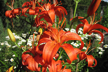 Image showing orange lily flowers