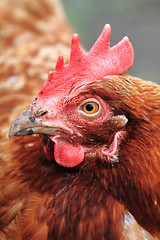 Image showing hen in the home farm