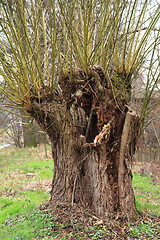 Image showing old willow tree