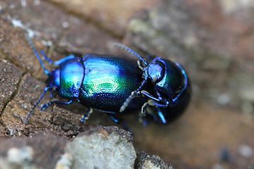 Image showing beetle bug chafers are having sex