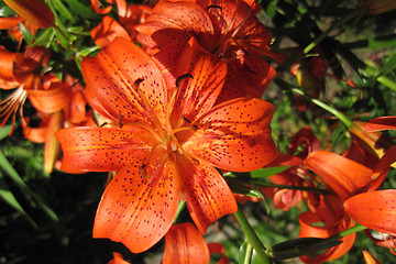 Image showing orange lily flowers