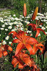 Image showing orange lily flowers