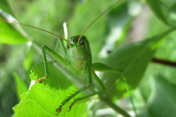 Image showing big green grasshopper
