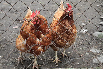 Image showing two hens in the home farm