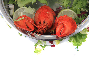 Image showing orange lobster isolated